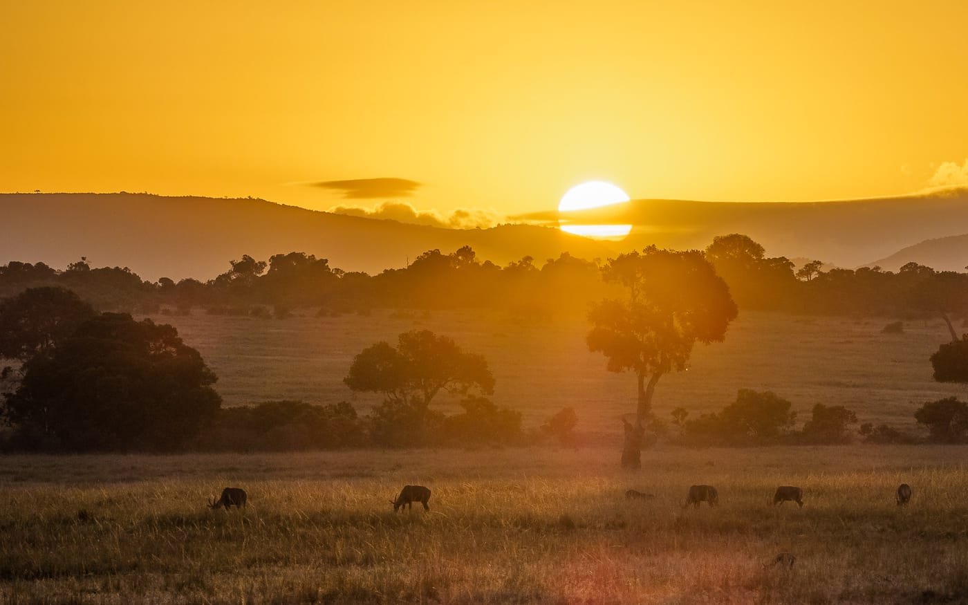 Kenya Safari and Beach, 9 Nights